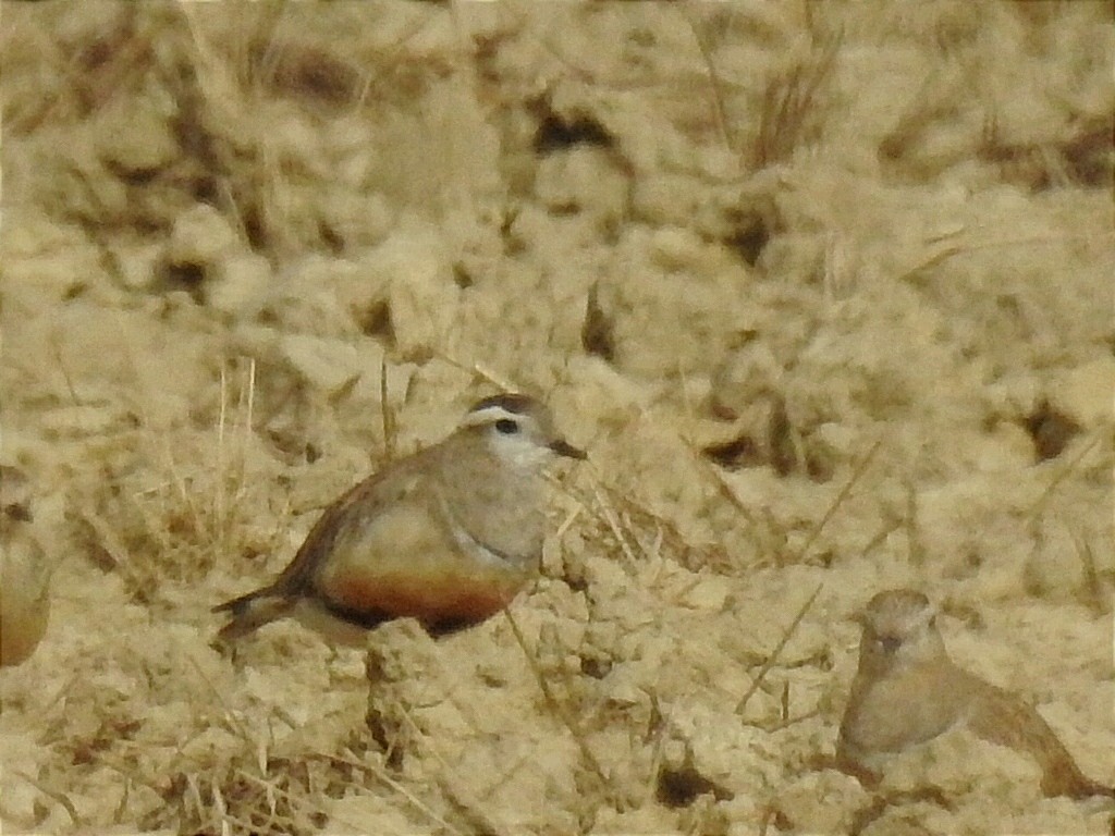 Eurasian Dotterel - ML641490866