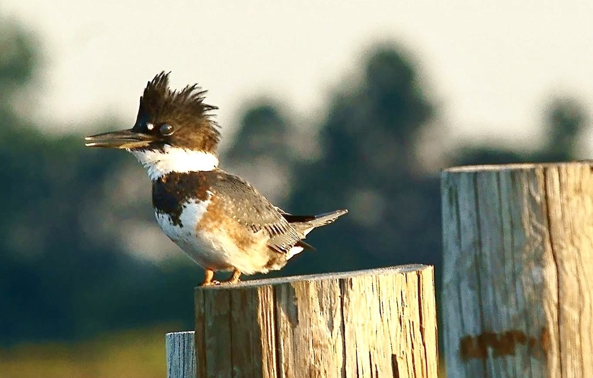 Belted Kingfisher - ML641490877