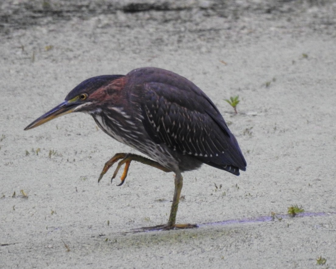 Green Heron - ML641490911