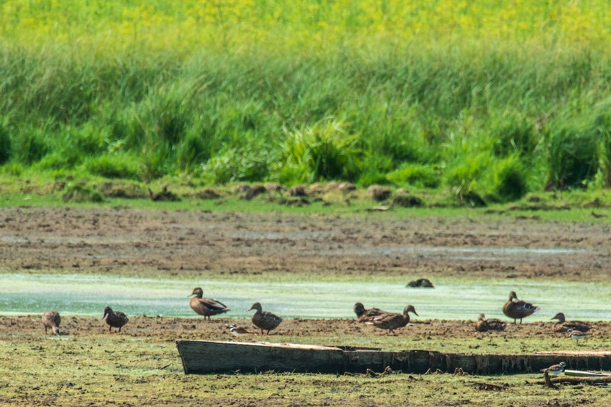 Mallard - ML641490926