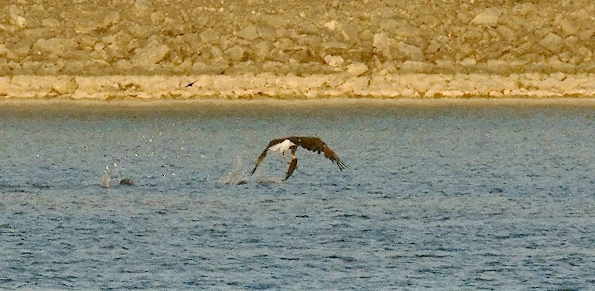 Bald Eagle - ML641490931