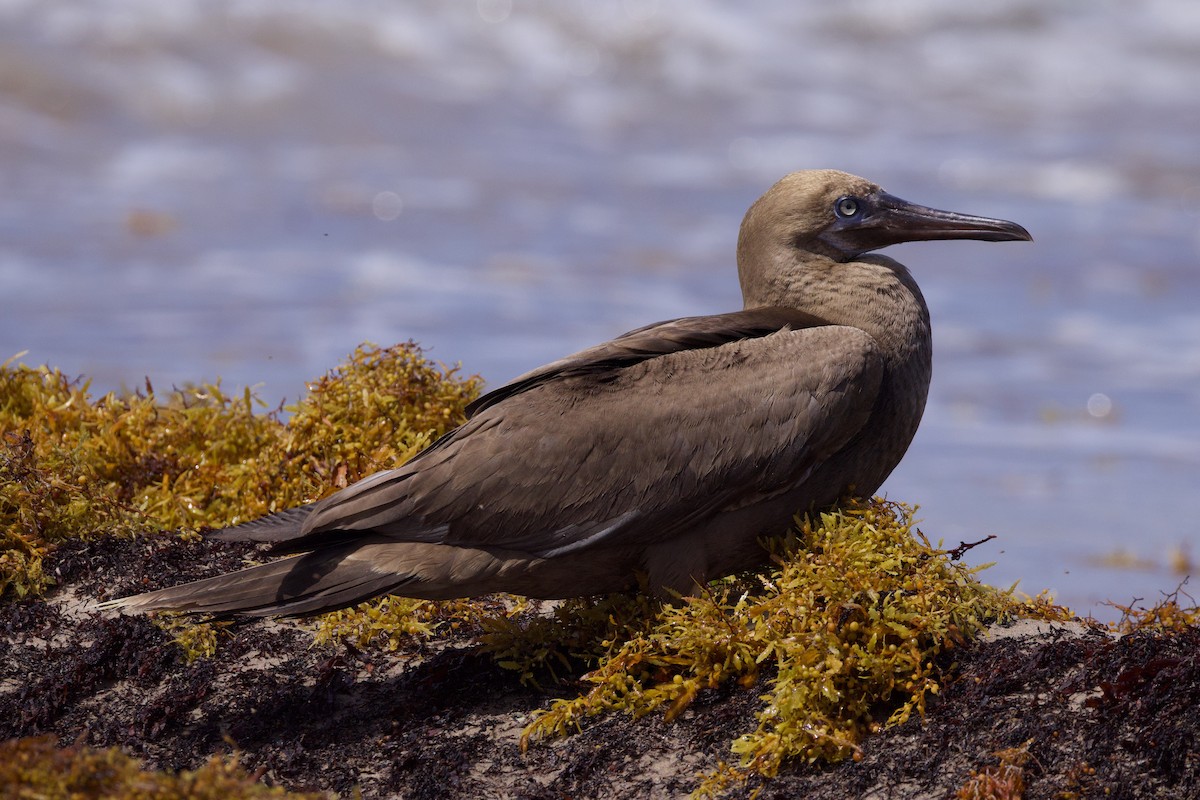 Brown Booby - ML641490953