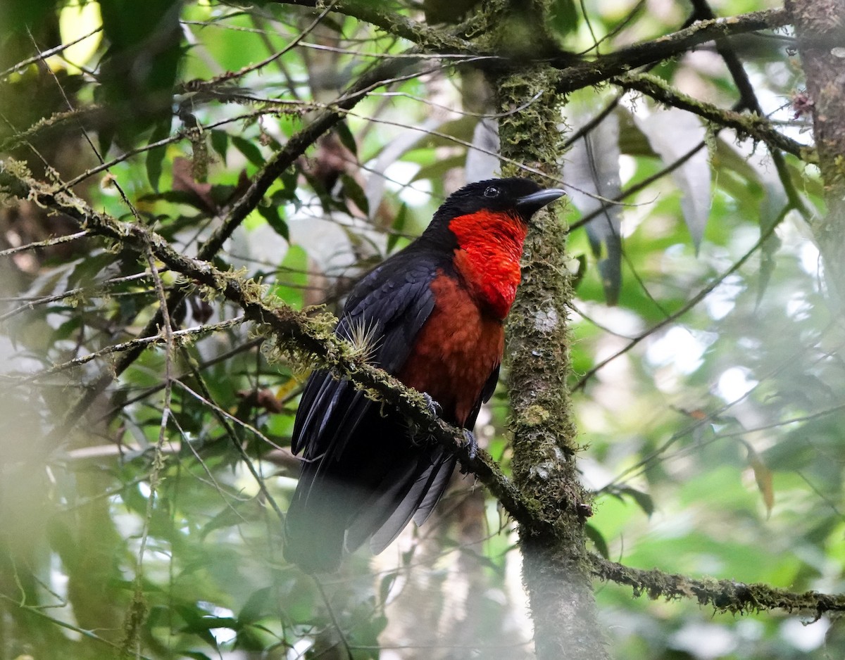 Red-ruffed Fruitcrow - ML641490957