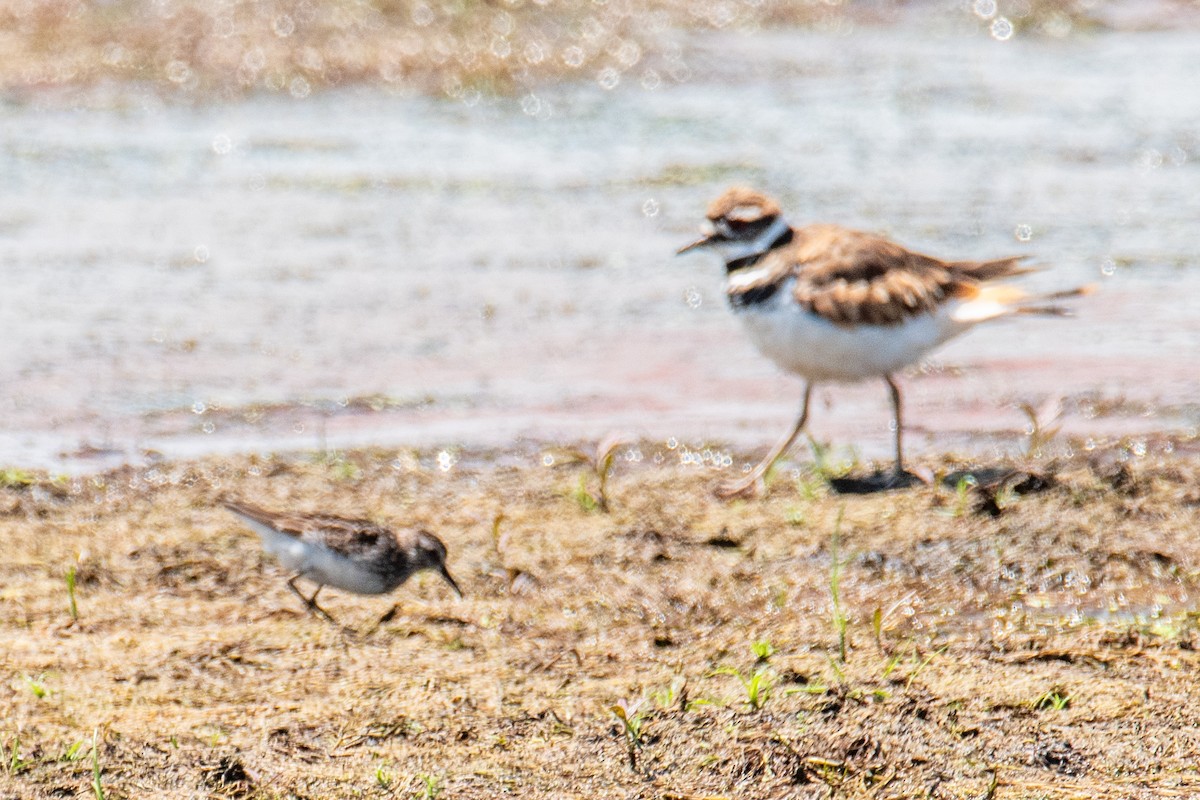 Killdeer - ML641490977