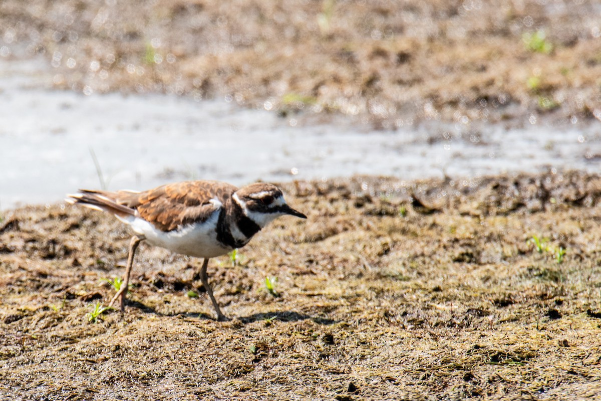 Killdeer - ML641490978