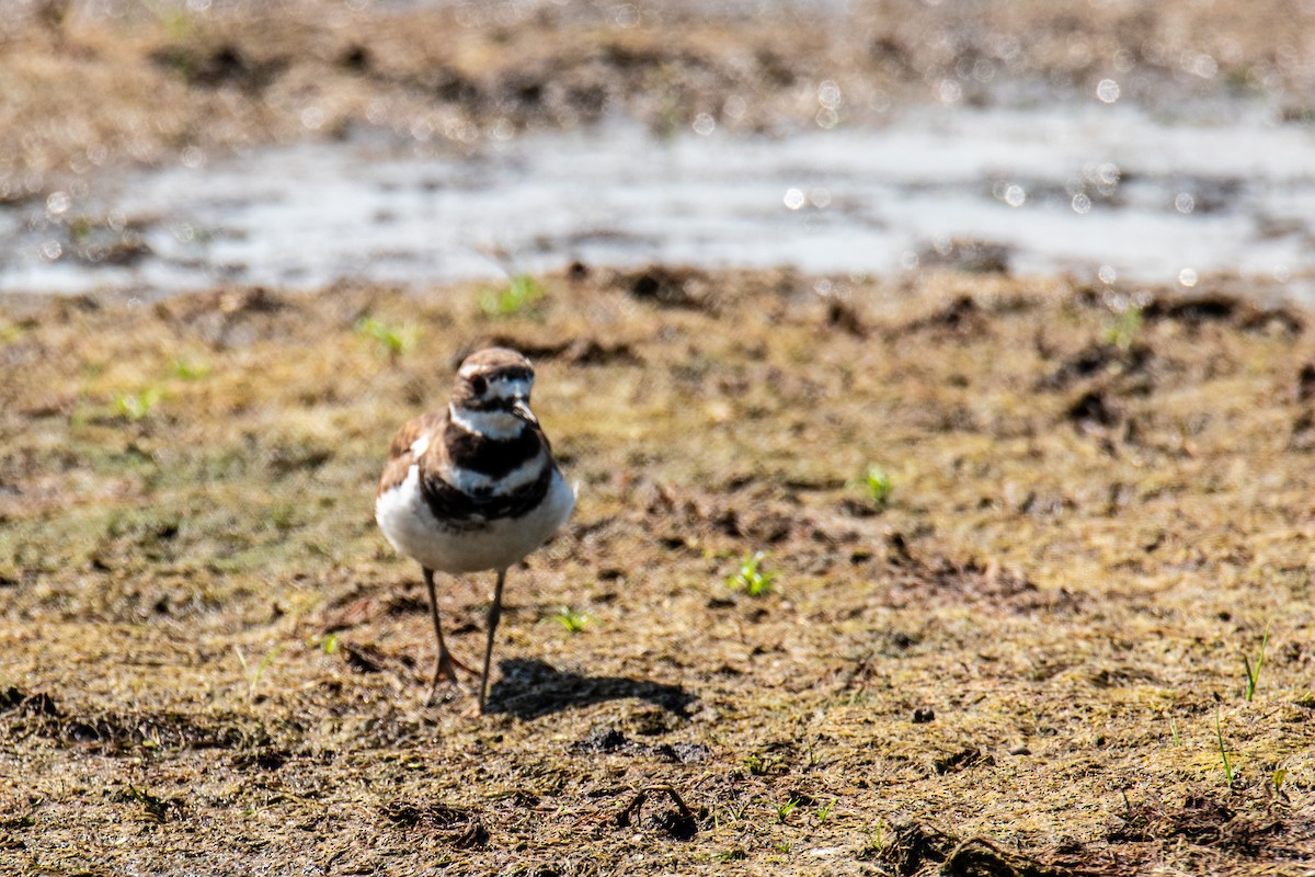 Killdeer - ML641490979