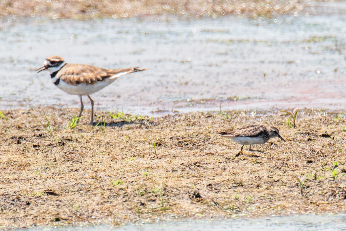 Killdeer - ML641490980