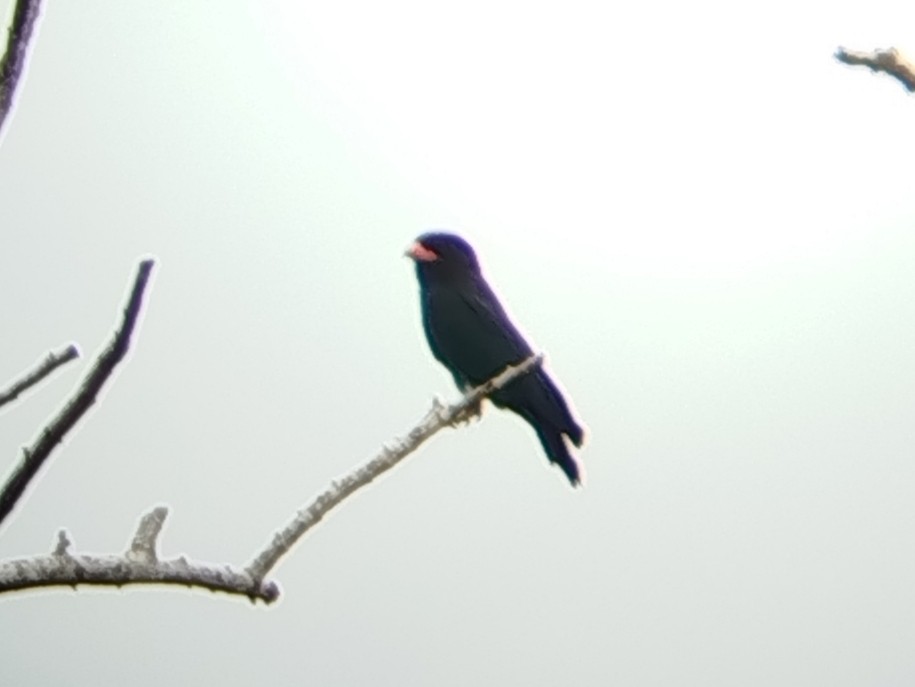 Dollarbird - ML641490983