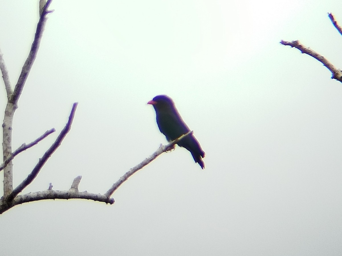 Dollarbird - ML641490984