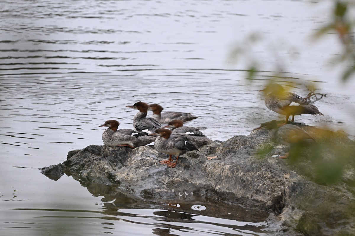 Common Merganser - ML641490988