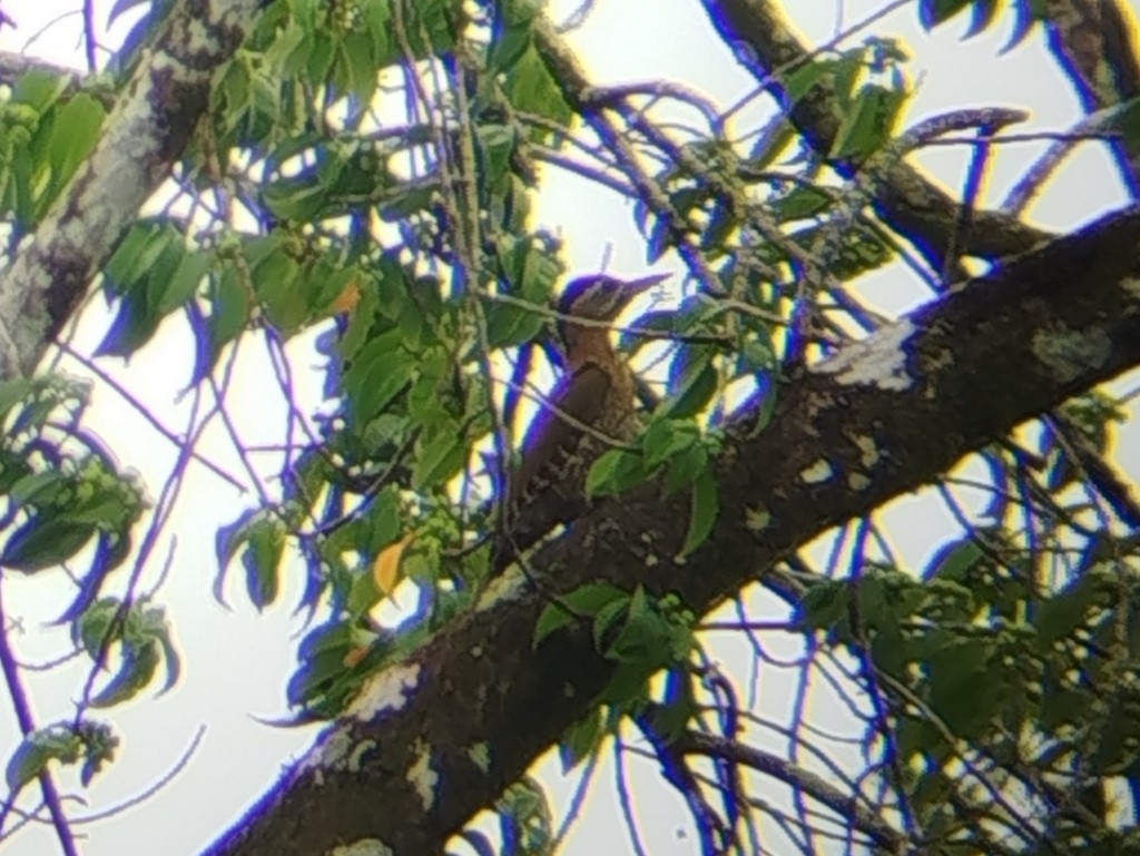 Streak-breasted Woodpecker - ML641491026