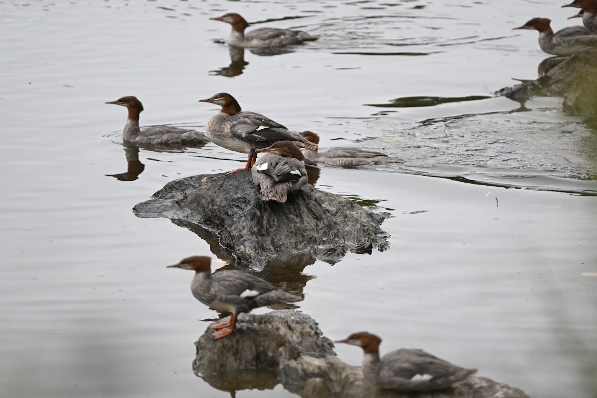 Common Merganser - ML641491047