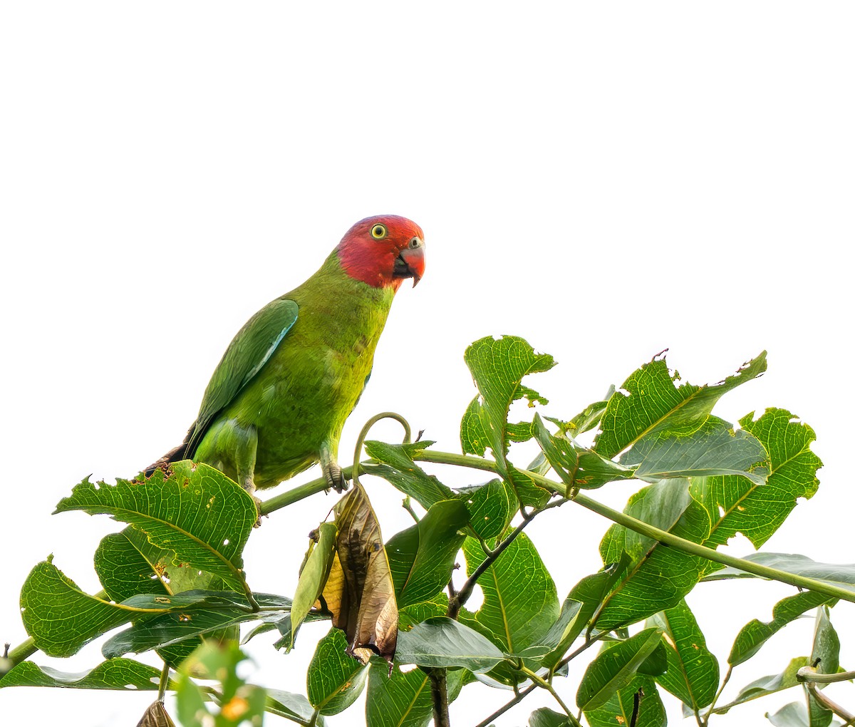 Red-cheeked Parrot - ML641491057