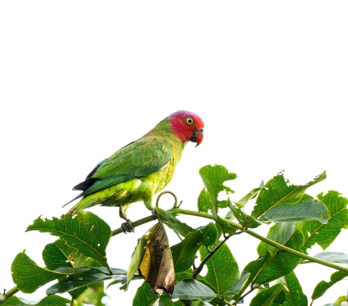 Red-cheeked Parrot - ML641491059
