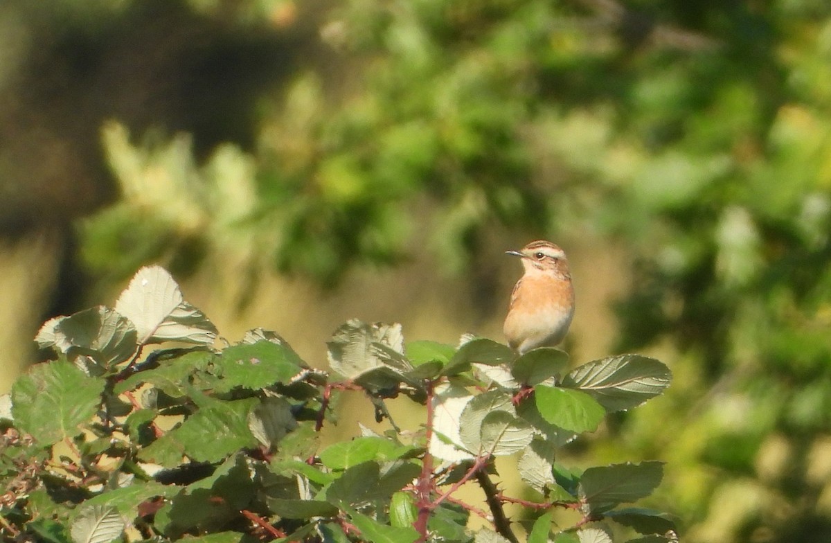 Whinchat - ML641491076