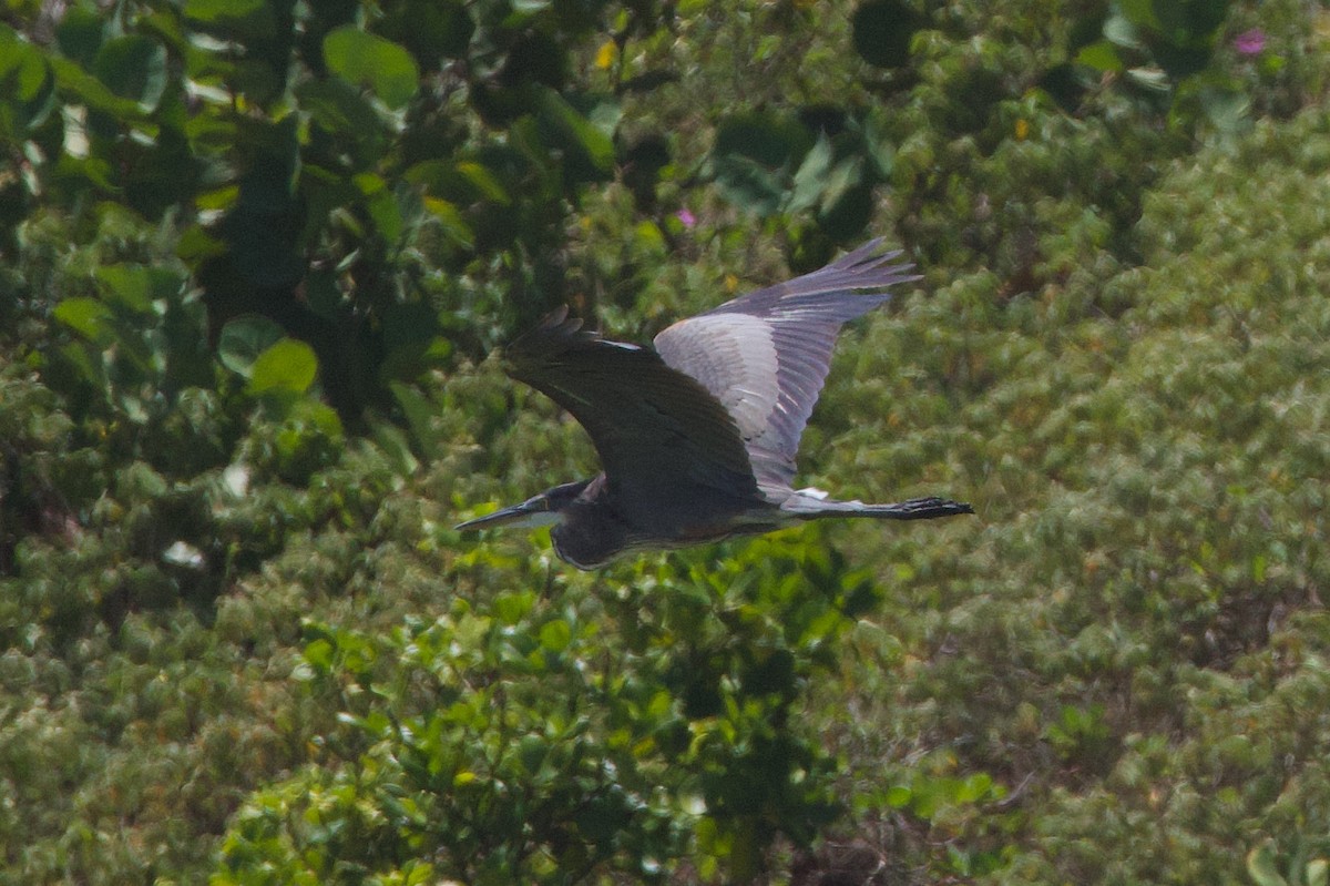 Great Blue Heron - ML641491082