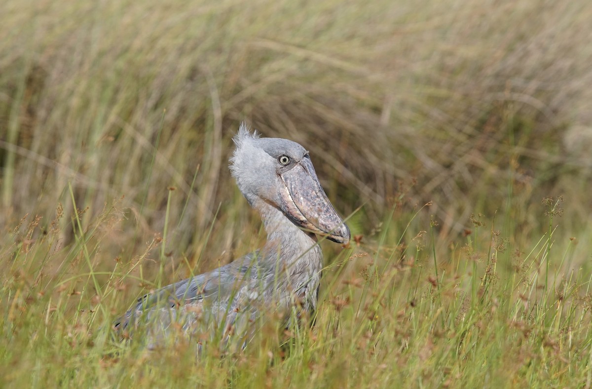 Shoebill - ML641491084