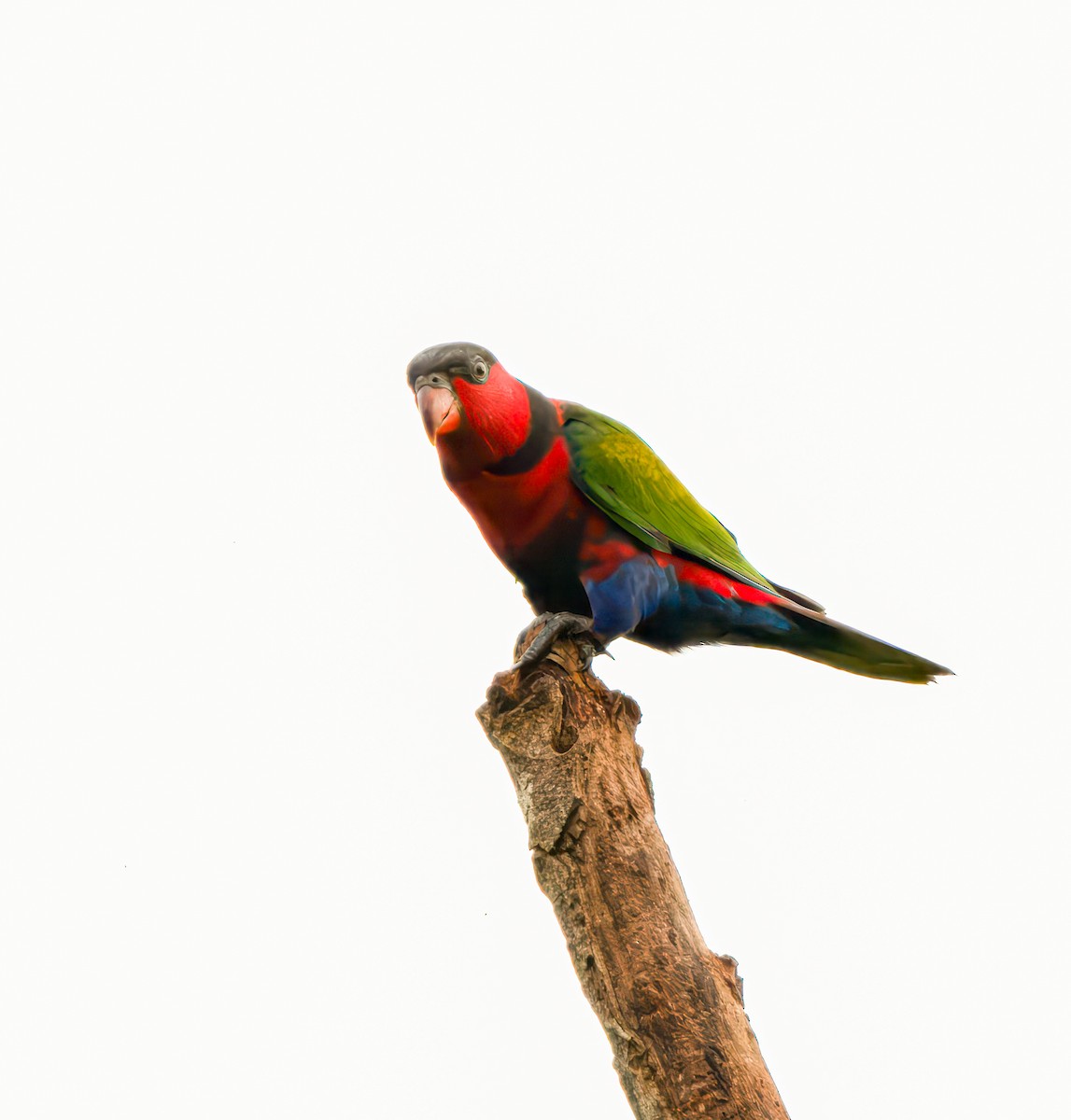 Black-capped Lory - ML641491090