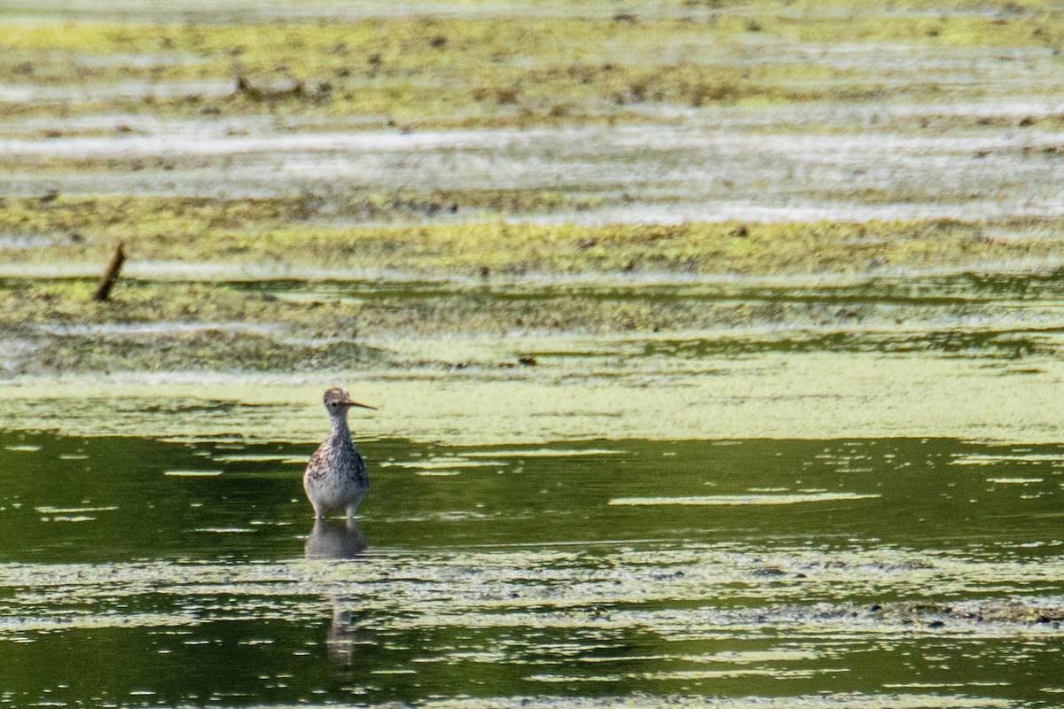 Lesser Yellowlegs - ML641491091