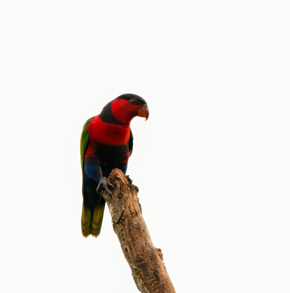 Black-capped Lory - ML641491092
