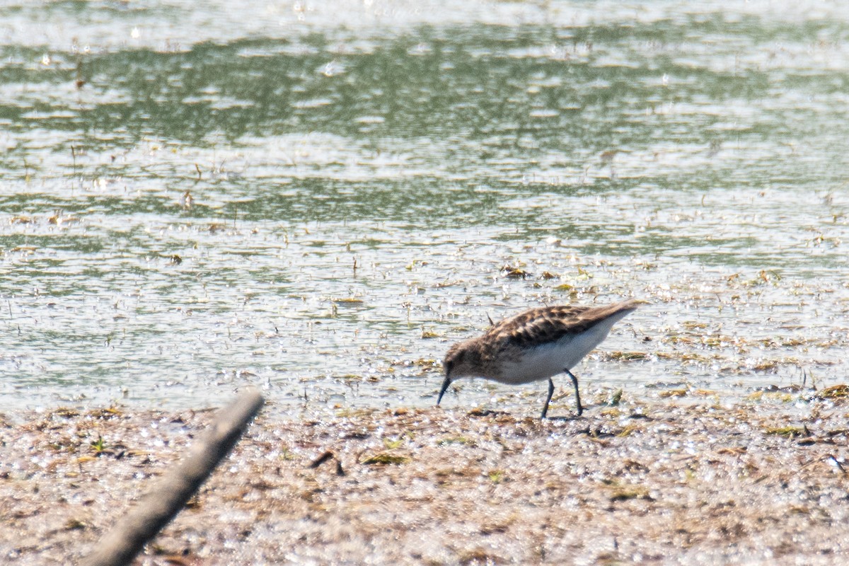 Least Sandpiper - ML641491105