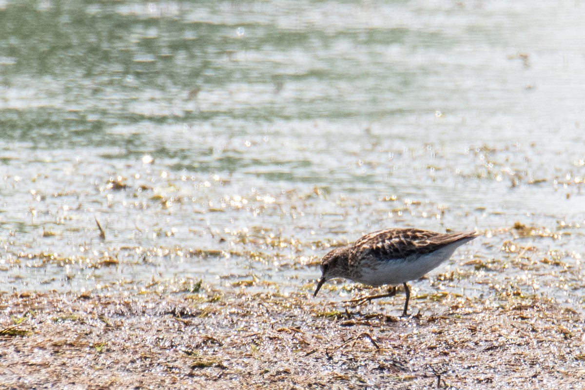 Least Sandpiper - ML641491106