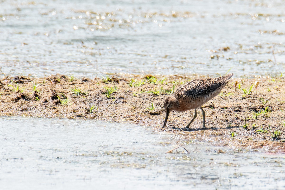 Short-billed Dowitcher - ML641491107