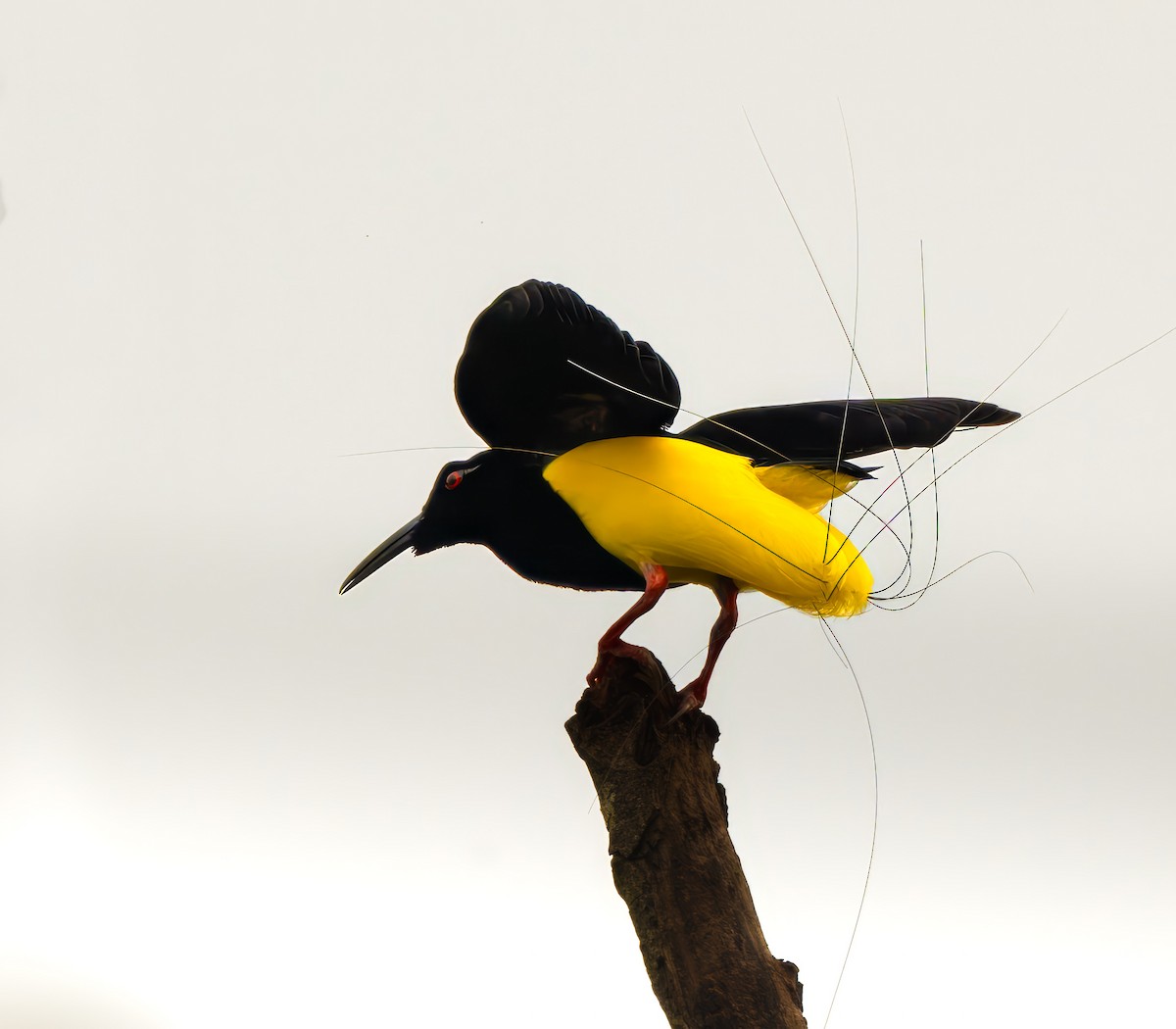 Twelve-wired Bird-of-Paradise - ML641491108