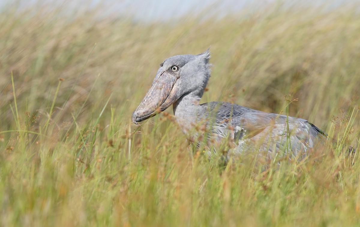 Shoebill - ML641491109