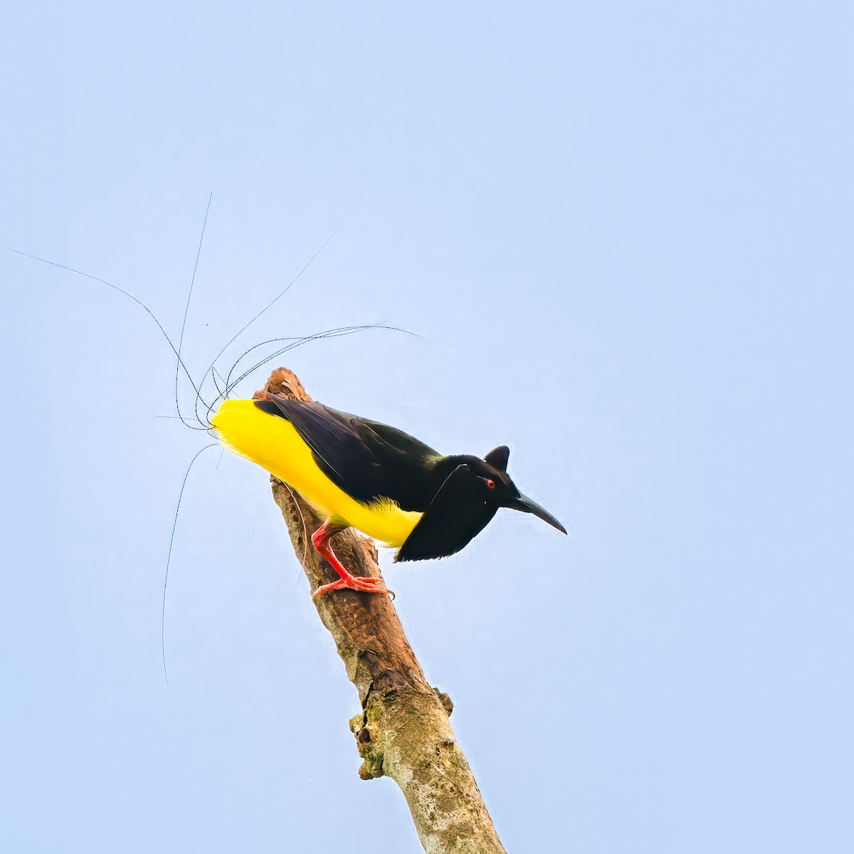 Twelve-wired Bird-of-Paradise - ML641491112