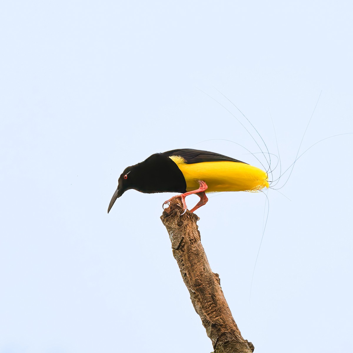 Twelve-wired Bird-of-Paradise - ML641491117