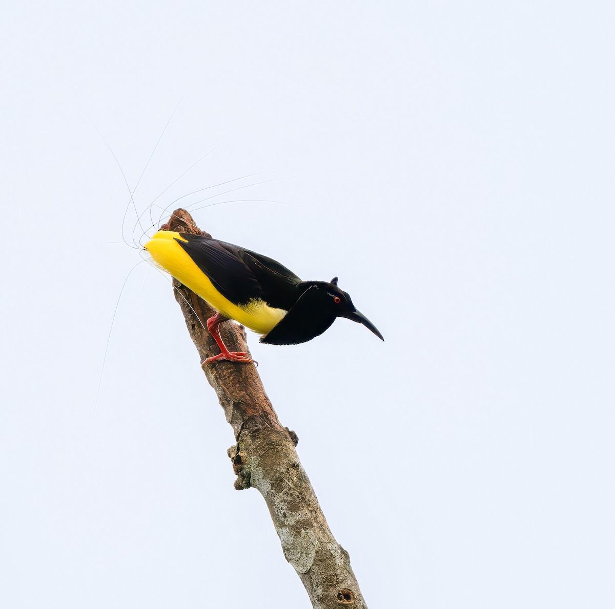 Twelve-wired Bird-of-Paradise - ML641491120
