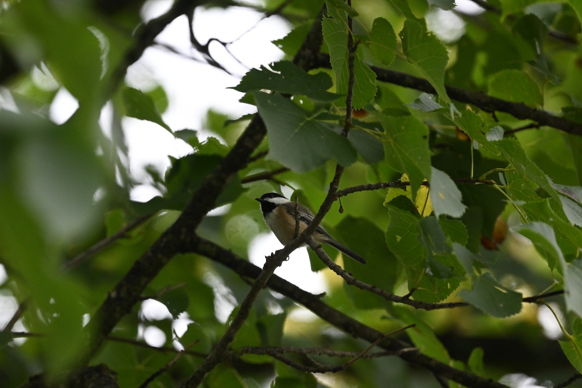Black-capped Chickadee - ML641491127