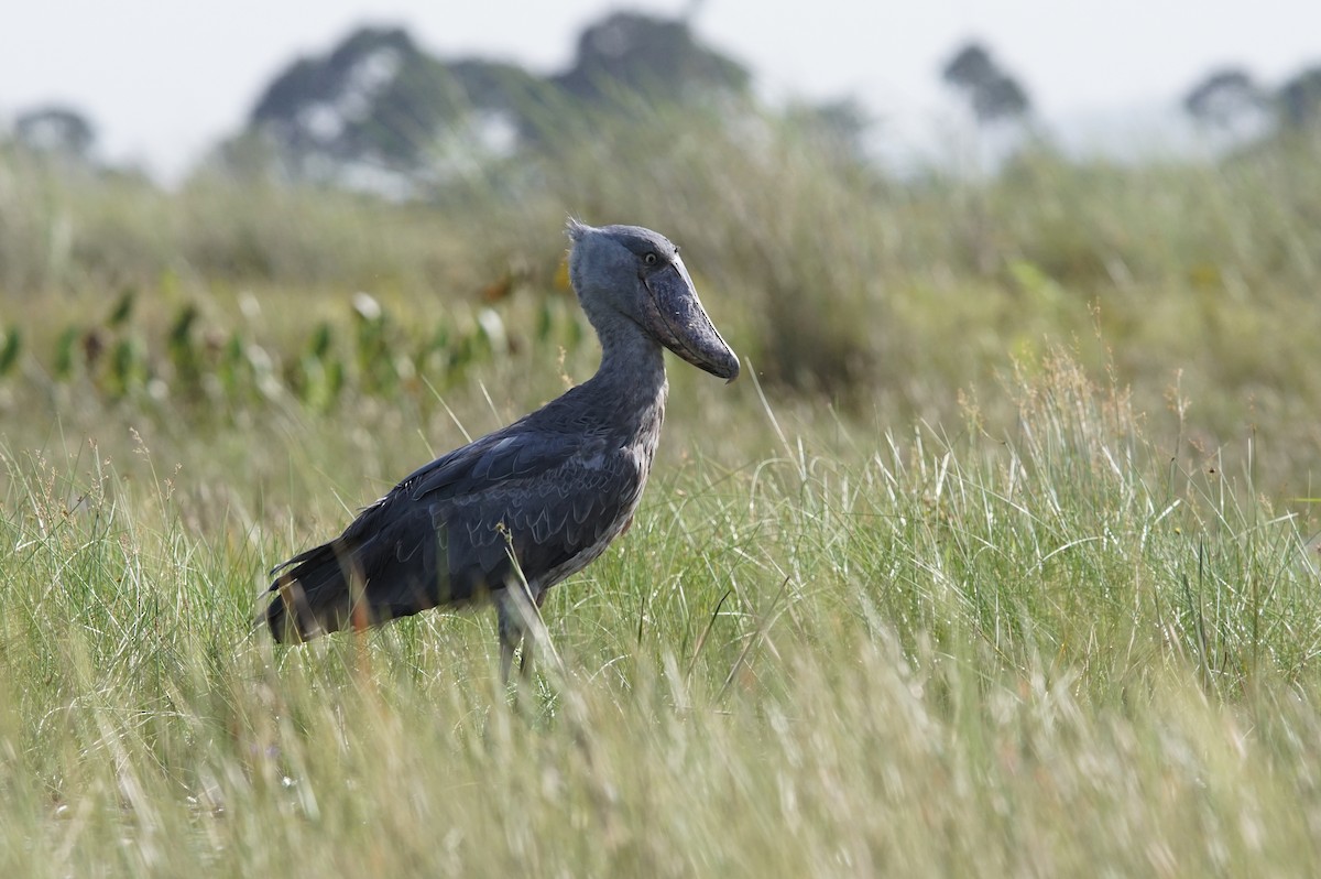 Shoebill - ML641491128