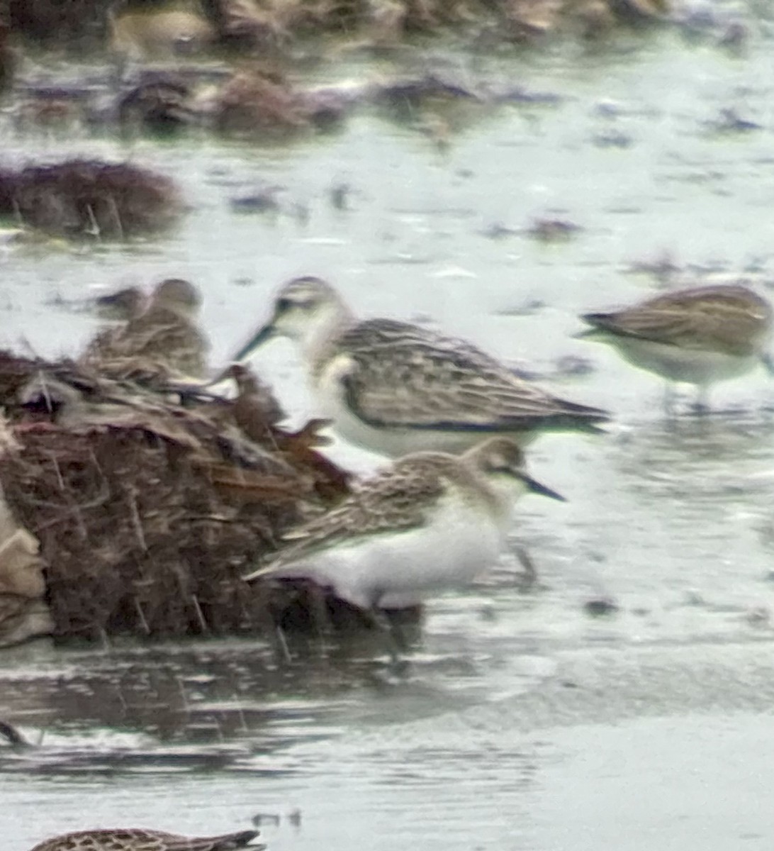 Bécasseau sanderling - ML641491130