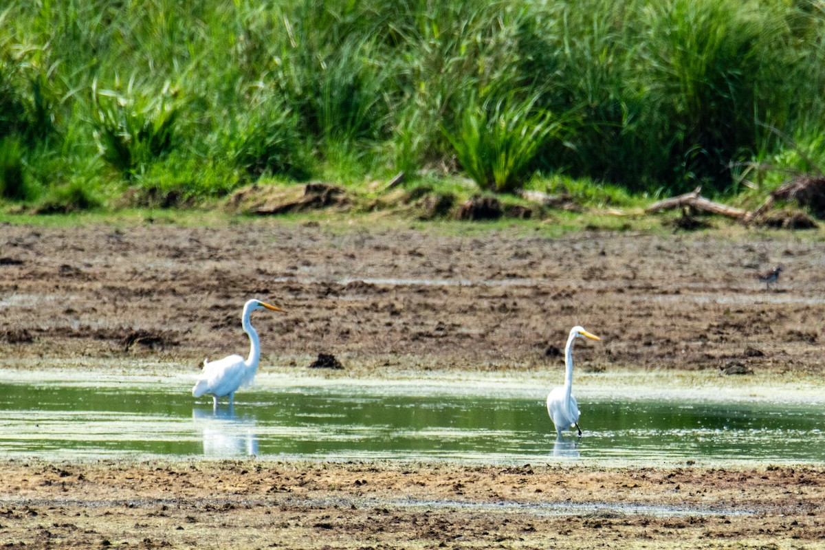 Great Egret - ML641491131
