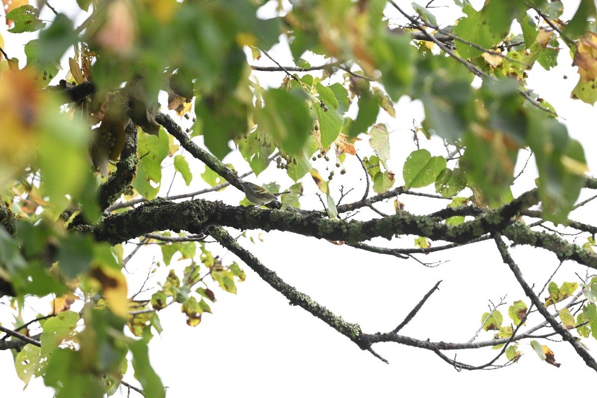 Chestnut-sided Warbler - ML641491167