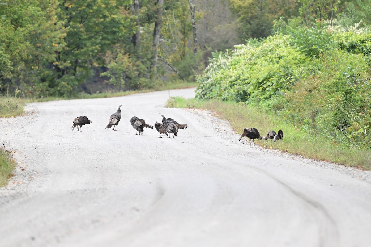 Wild Turkey - ML641491190