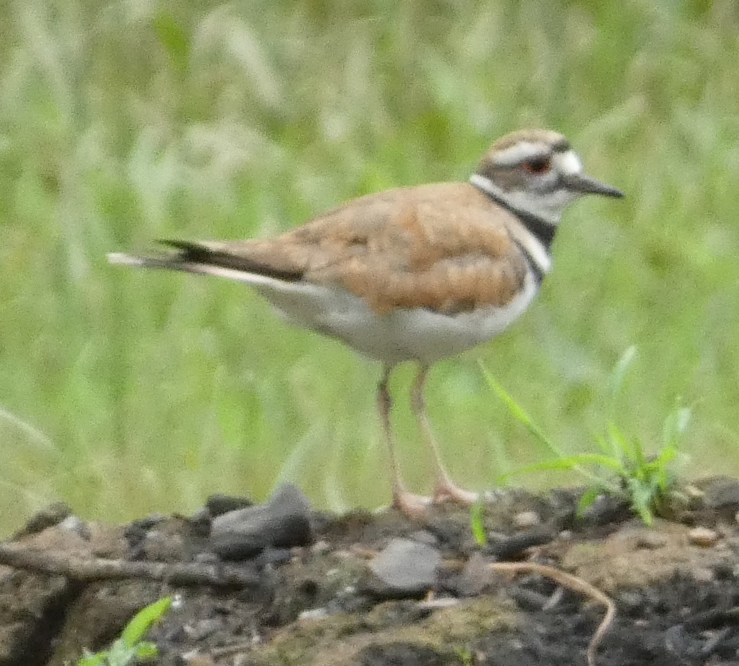 Killdeer - ML641491204