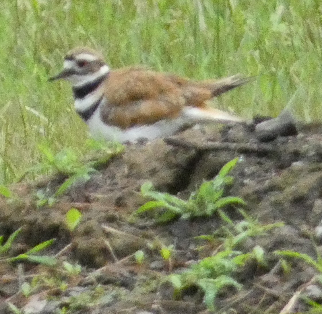 Killdeer - ML641491205