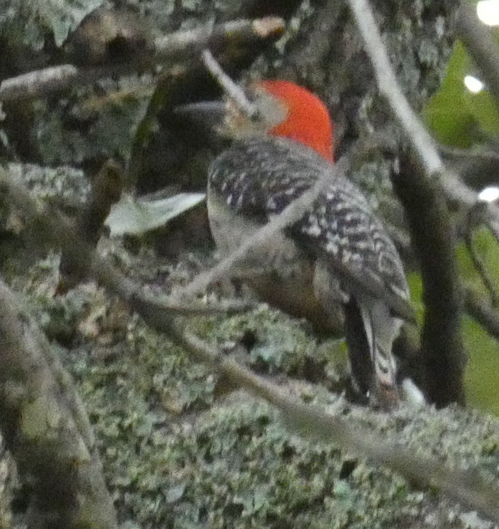 Red-bellied Woodpecker - ML641491220