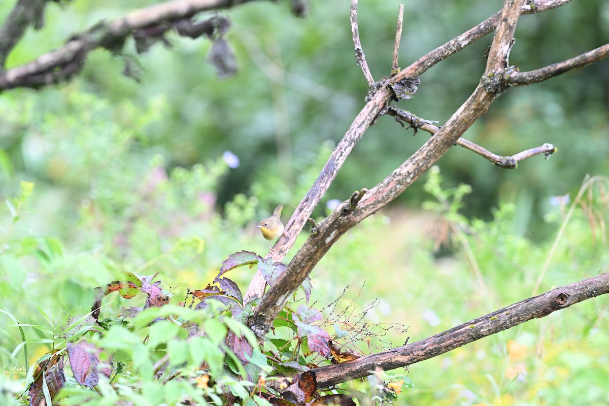 Common Yellowthroat - ML641491223