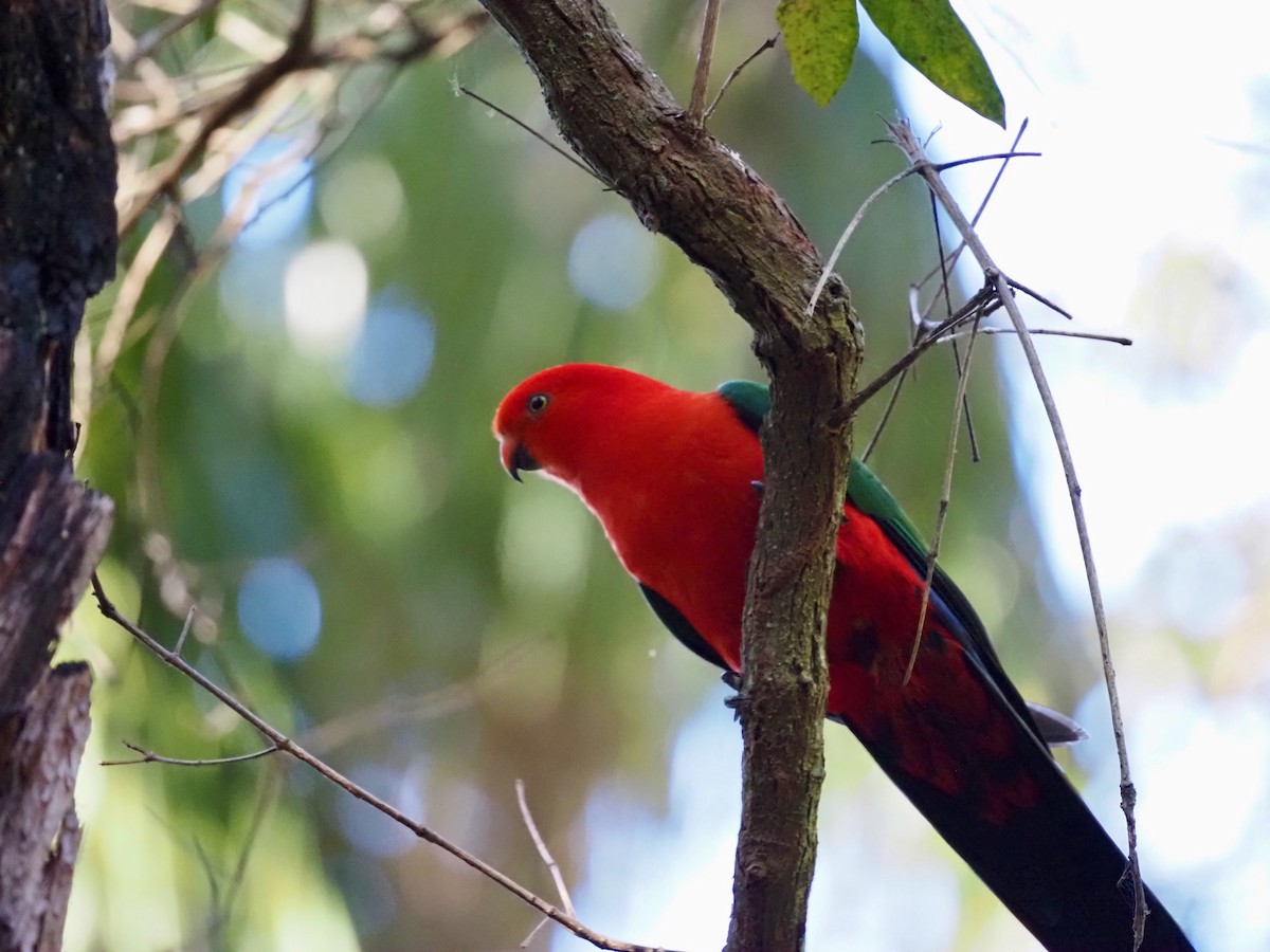 Australian King-Parrot - ML641491229