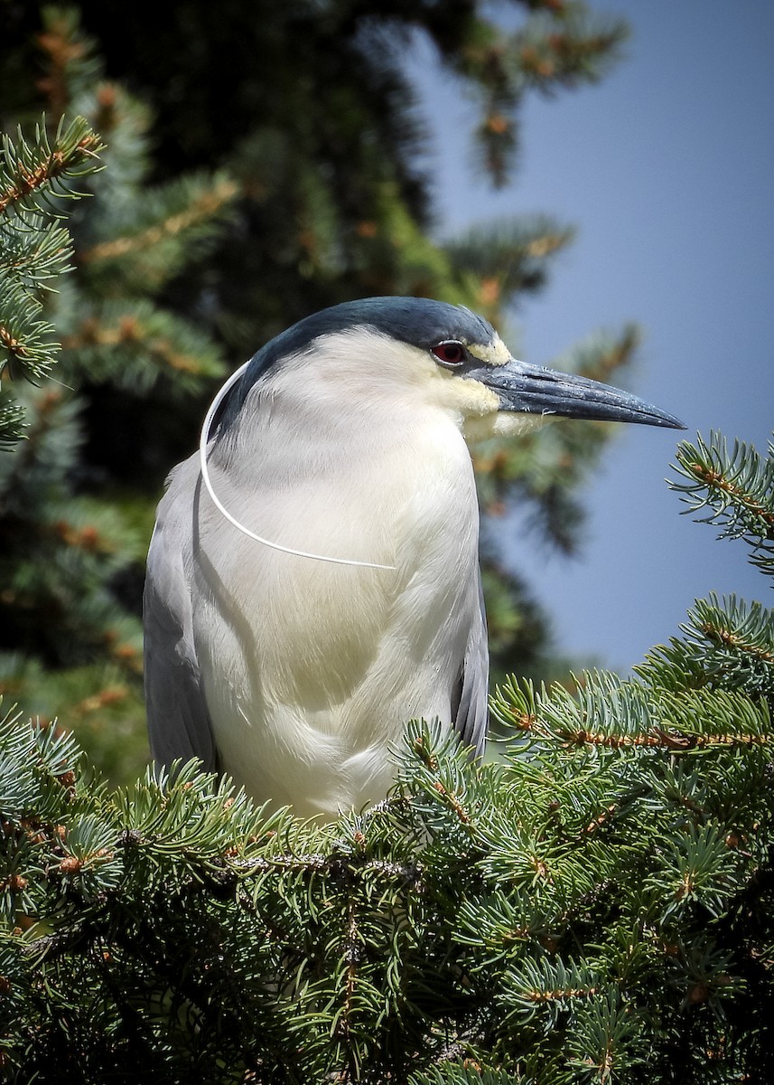 Black-crowned Night Heron - ML641491231