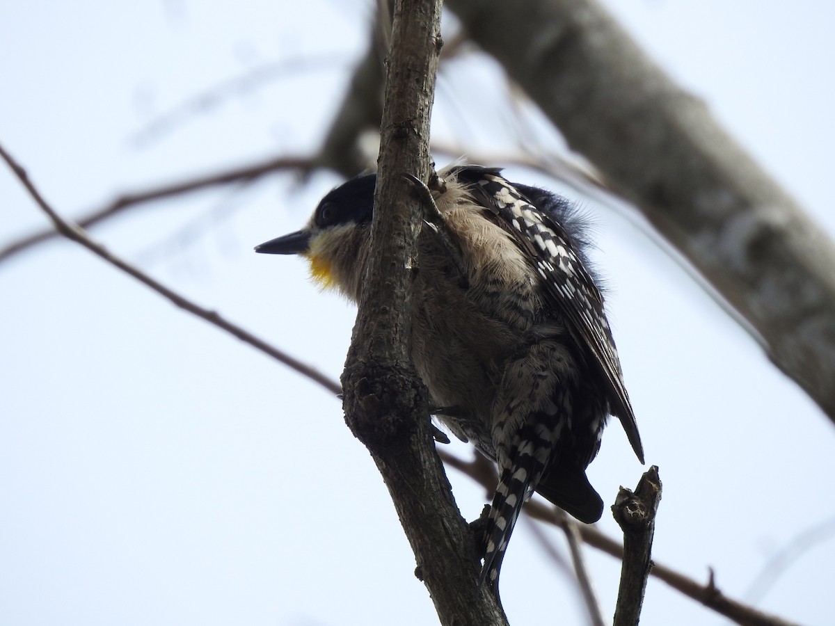 White-fronted Woodpecker - ML641491238