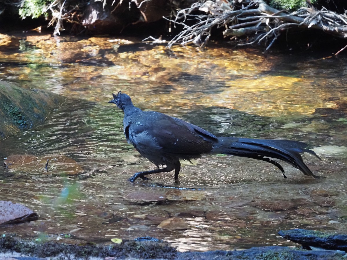 Superb Lyrebird - ML641491245