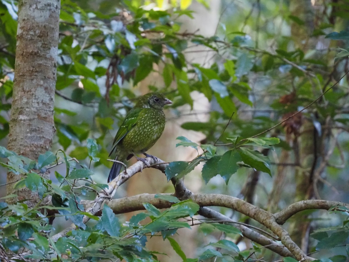 Green Catbird - ML641491249