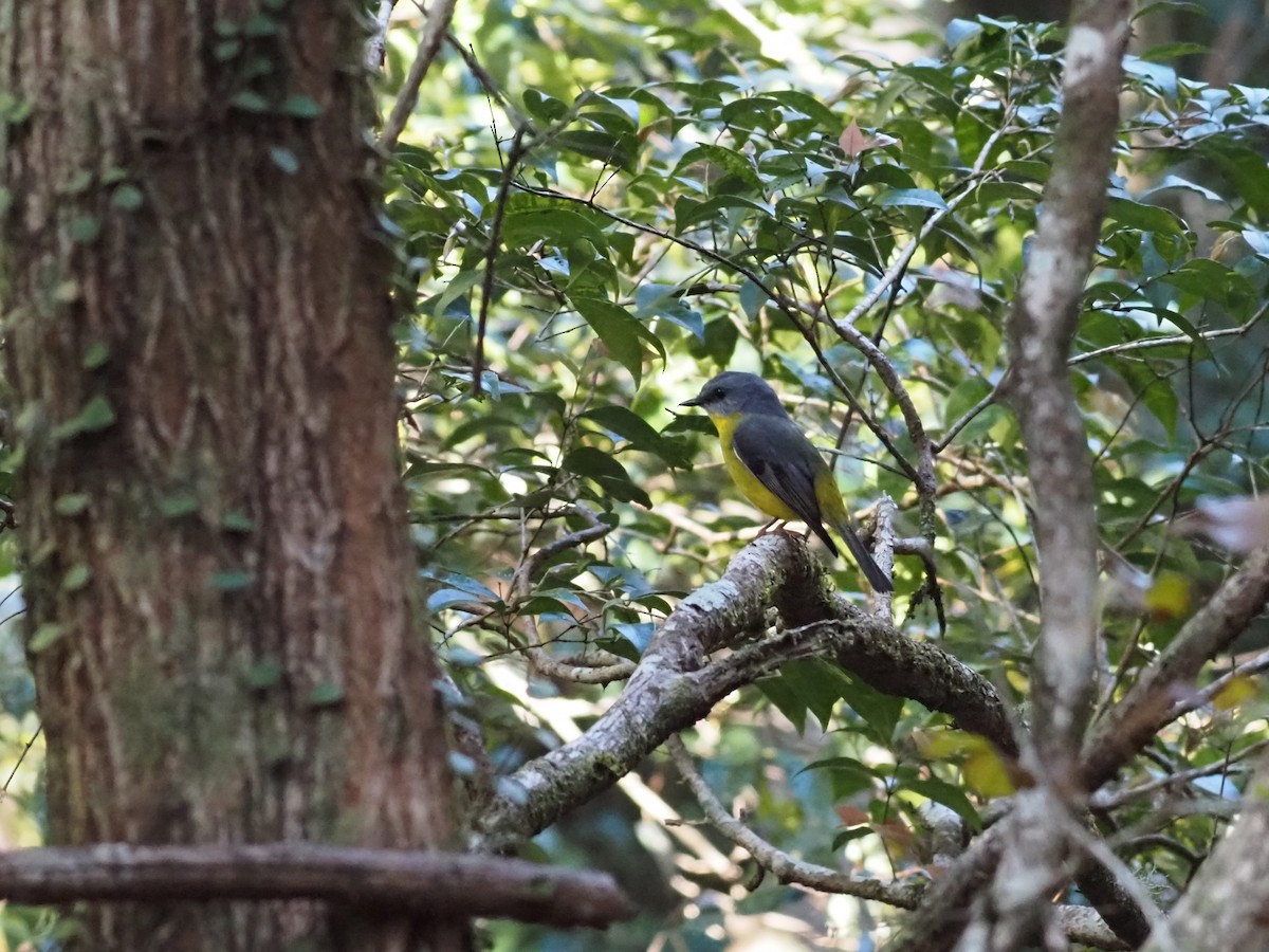 Eastern Yellow Robin - ML641491256