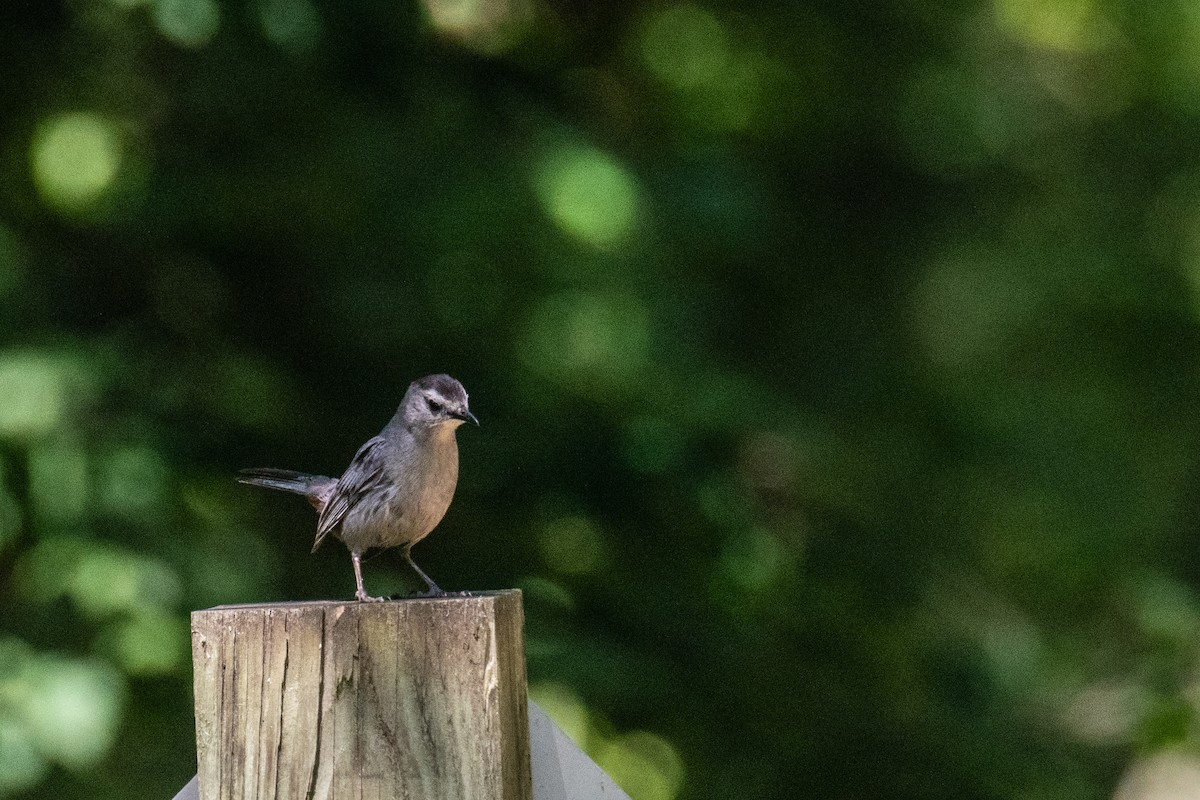Gray Catbird - ML641491259