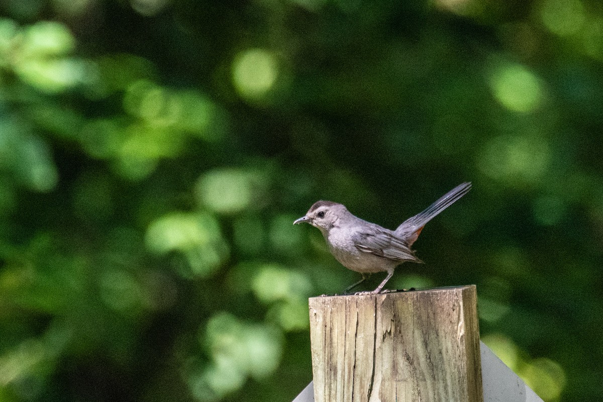 Gray Catbird - ML641491260